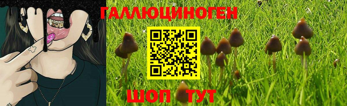 Псилоцибиновые грибы Psilocybine cubensis Бугуруслан